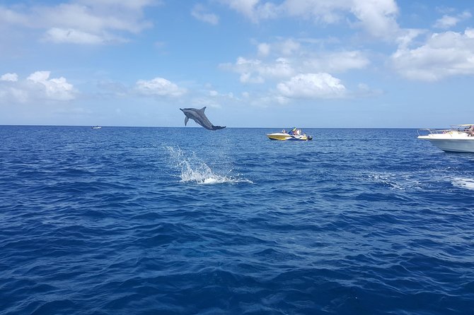Ocean Swim with Dolphins - Transfers, weather, and group size: the logistics that affect comfort
