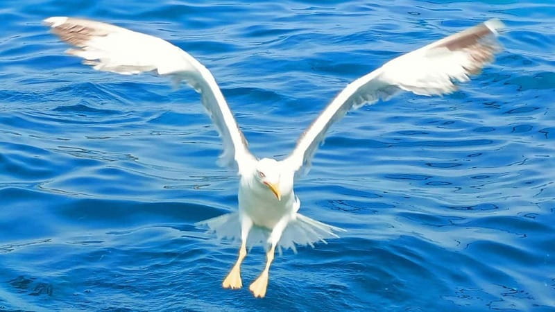 Olbia: Boat tour to watch Dolphins and snorkeling - Meeting at Olbia’s docks: where you actually start