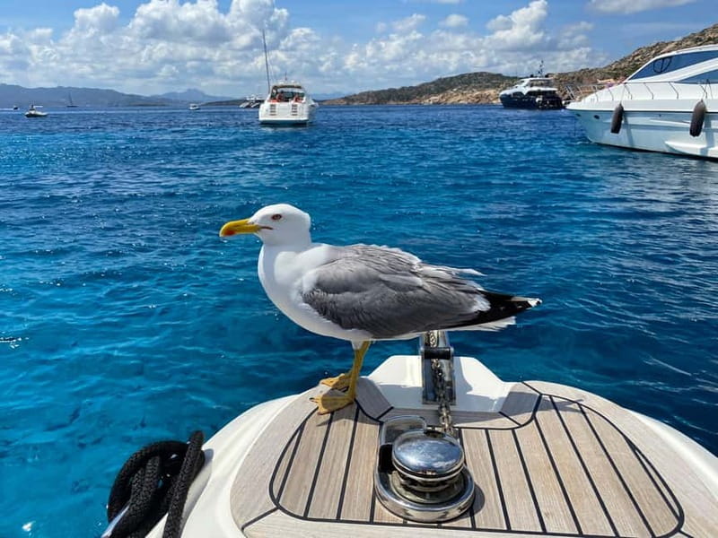 Olbia: Boat tour to watch Dolphins and snorkeling - Dolphin-spotting near Figarolo: the part people remember