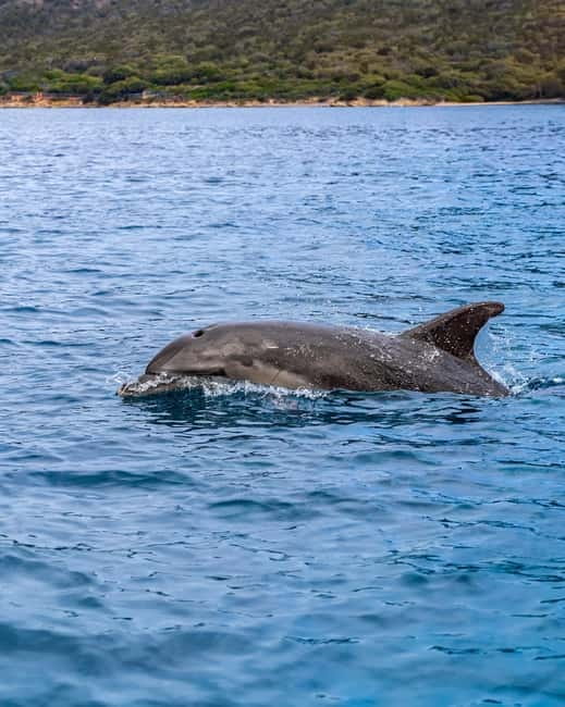 Olbia: Boat tour to watch Dolphins and snorkeling - Capo Figari and the coastline views: good scenery between swims