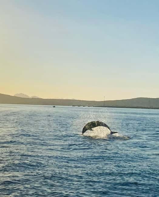Olbia: Boat tour to watch Dolphins and snorkeling - Who this tour suits best (and who should skip it)