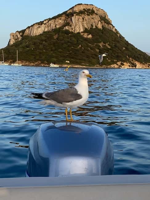 Olbia: Boat tour to watch Dolphins and snorkeling - Practical packing checklist (so the trip stays easy)
