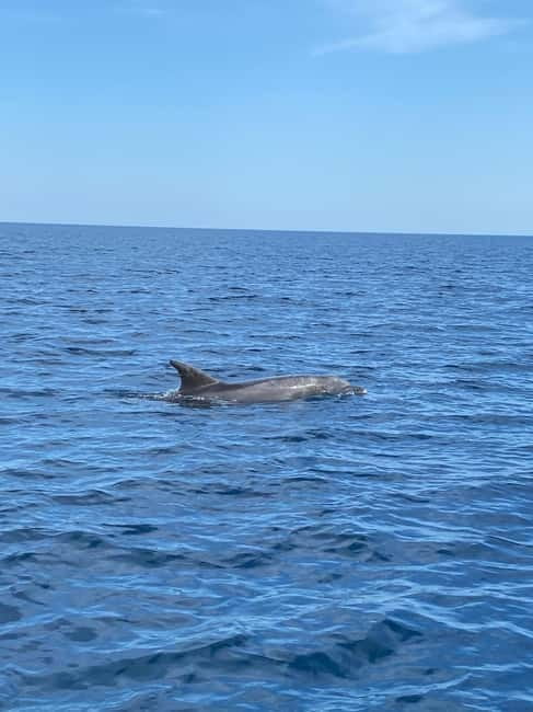 Olbia: Boat tour to watch Dolphins and snorkeling - The boat setup: a 7-meter Pholas built for comfort