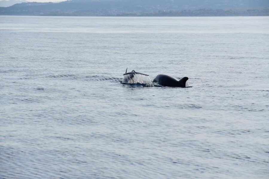 Olbia: Dolphin Watching and Snorkeling Boat Tour - The 35-Minute Cruise Toward Figarolo (and Why It Matters)