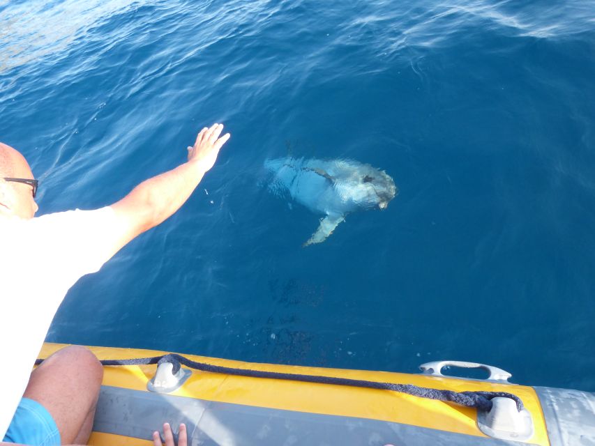 Olbia: Dolphin Watching and Snorkeling Boat Tour - Dolphins in the Wild Near Figarolo and Tavolara