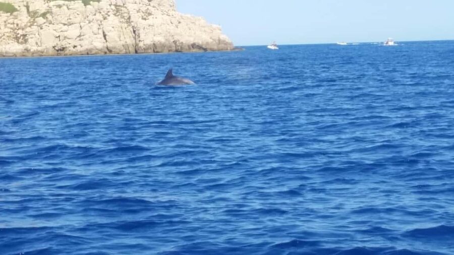 Olbia: Dolphin watching and snorkeling tour on Figarolo Island - Key things I’d pay attention to