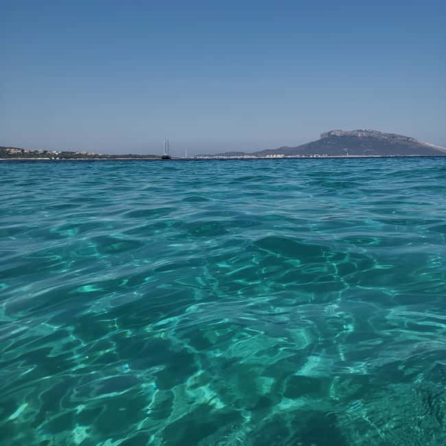 Olbia: Dolphin watching and snorkeling tour on Figarolo Island - Who’s this for (and who it isn’t) on Figarolo