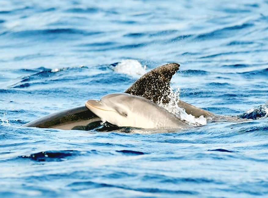 Olbia: Dolphin Watching & Snorkeling Boat Tour near Figarolo - Key points before you go
