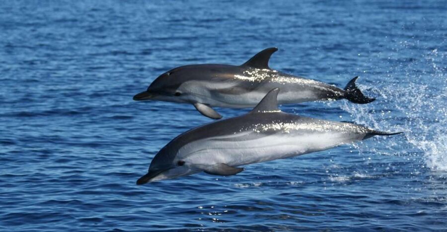 Olbia: Dolphin Watching & Snorkeling Boat Tour near Figarolo - Entering the waters near Figarolo: what makes this tour special