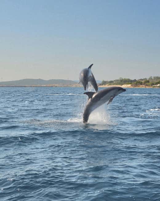 Olbia: Dolphin Watching & Snorkeling Boat Tour near Figarolo - Isola di Figarolo: the snorkel-and-swim hour that sets the tone