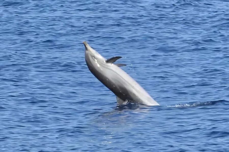 Olbia: Dolphin Watching & Snorkeling Boat Tour near Figarolo - Capo Figari cliffs: where dolphin watching becomes active