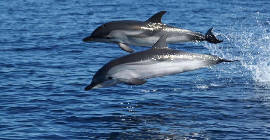 Olbia: Dolphin Watching & Snorkeling Boat Tour near Figarolo - Cala Moresca: where the aperitif actually feels like part of the adventure