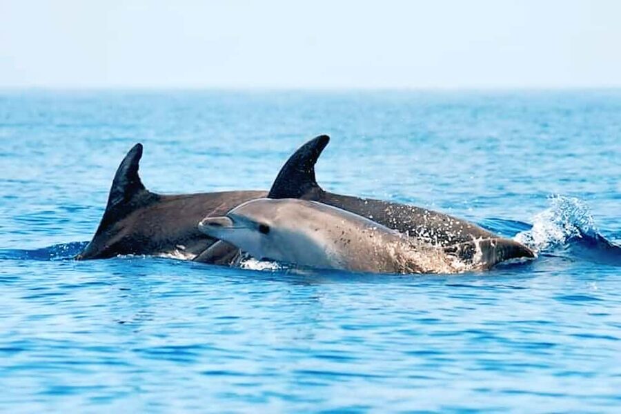 Olbia: Dolphin Watching & Snorkeling Boat Tour near Figarolo - Isola della Bocca and the 15-minute yacht stop: cruising for views
