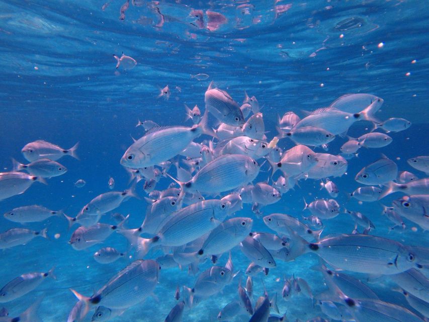 Olbia: Dolphin Watching & Snorkeling Boat Tour near Figarolo - Small group on a fast boat: why comfort and attention matter