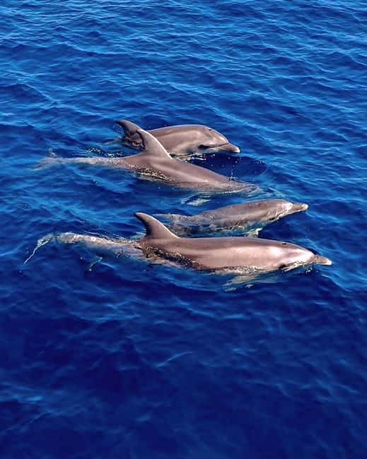 Olbia: Dolphin Watching & Snorkeling Boat Tour near Figarolo - Boarding in Olbia: Molo-side logistics that affect your day