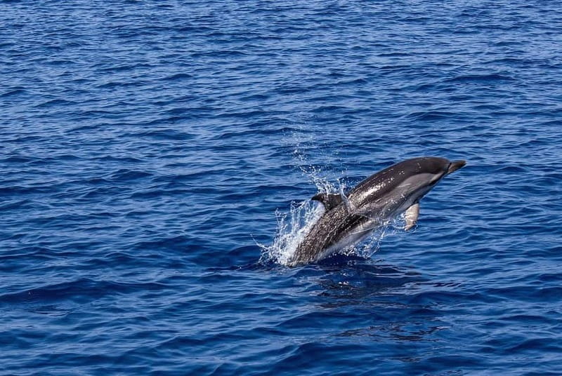 Olbia: Dolphin Watching & Snorkeling Boat Trip - Key Highlights Worth Your Time