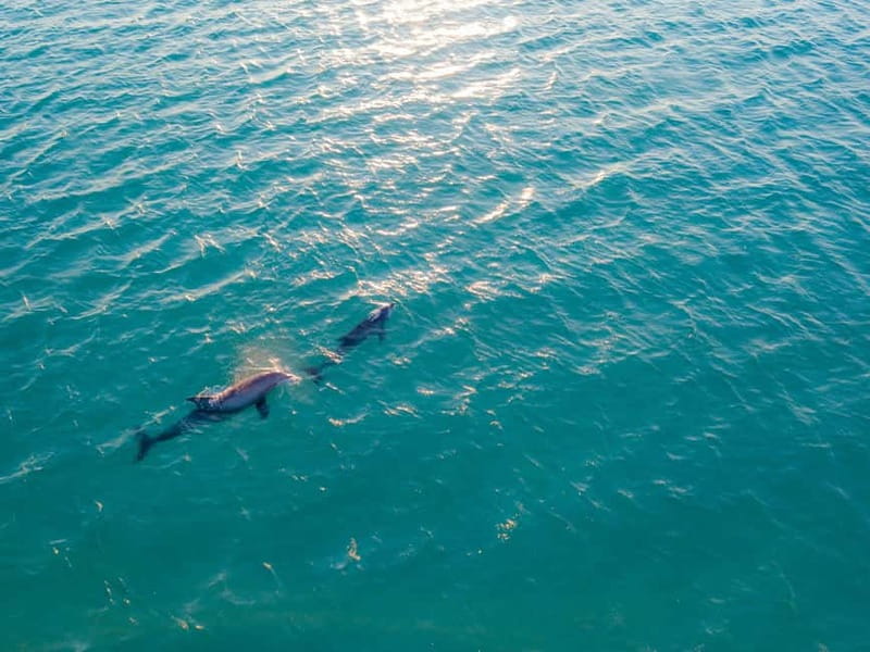 Olbia: Dolphin Watching & Snorkeling Boat Trip - Why Golfo Aranci and Figarolo Island Make Dolphin Spotting Feel Real