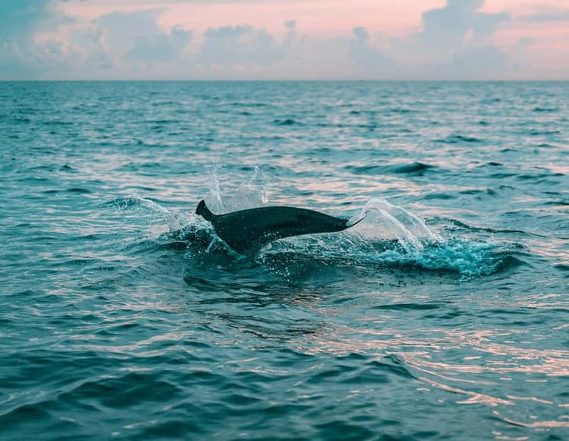 Olbia: Dolphin Watching & Snorkeling Boat Trip - Leaving Olbia: Getting to the Dock Without Losing Time
