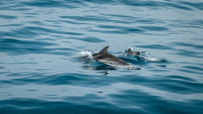 Olbia: Dolphin Watching & Snorkeling Boat Trip - 2.5 Hours on a Speedboat: The Route That Keeps Things Moving