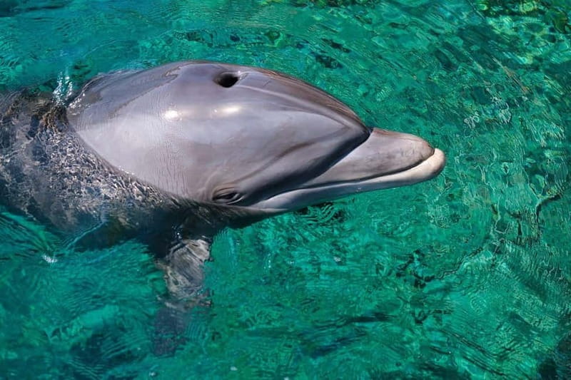 Olbia: Dolphin Watching & Snorkeling Boat Trip - Dolphin Watching: What Happens When the Crew Actually Searches