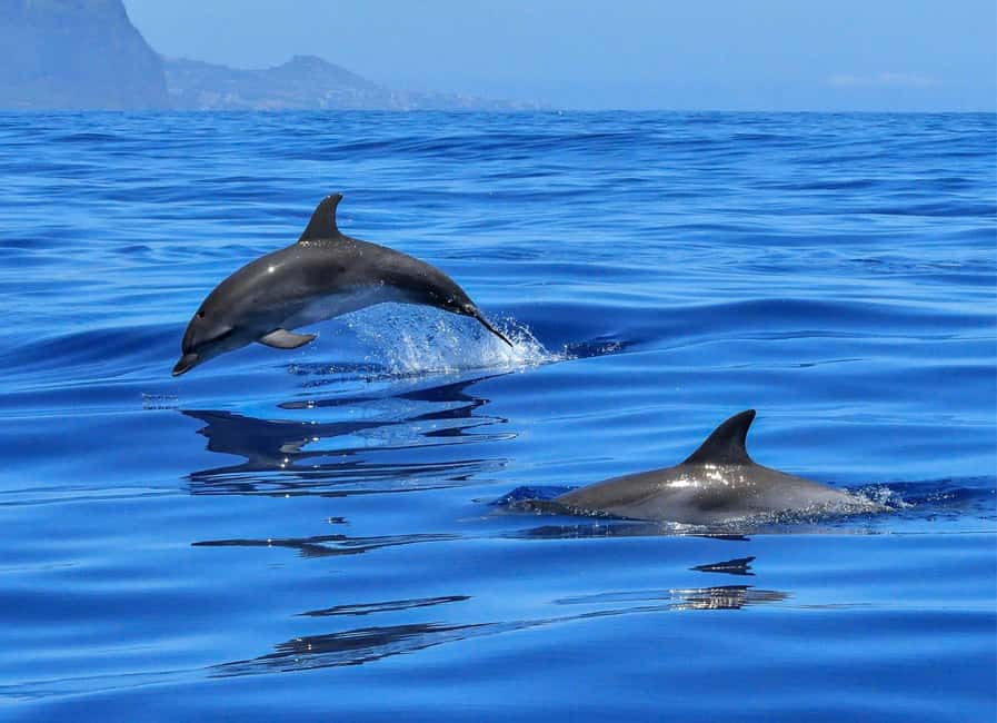 Olbia: Dolphin Watching & Swim with prosecco aperitif - Setting Off From MOYS in Olbia: the starting point that matters