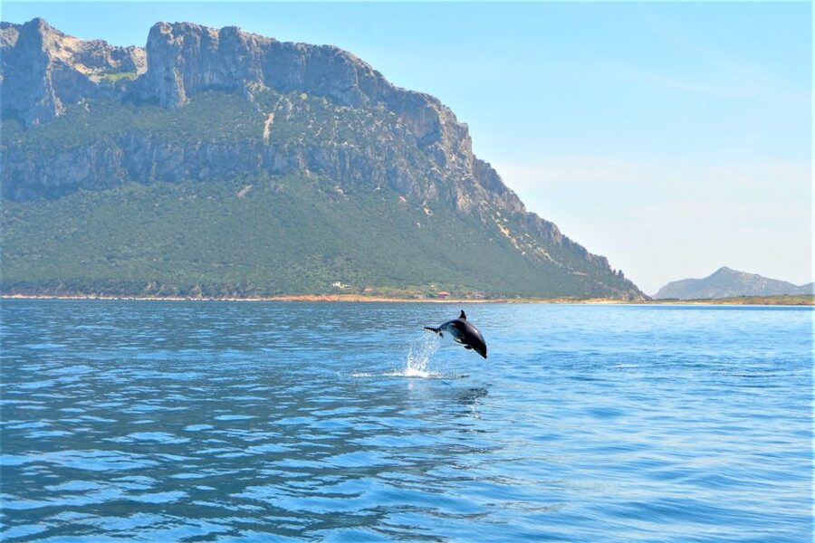 Olbia: Dolphin Watching Tour with Figarolo Island Snorkeling - Capo Figari Snorkeling and the Cala Moresca Water Stop