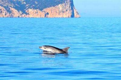 Olbia: Dolphin Watching Tour with Figarolo Island Snorkeling - Marine Biologist Guide: What You Gain Beyond Spotting