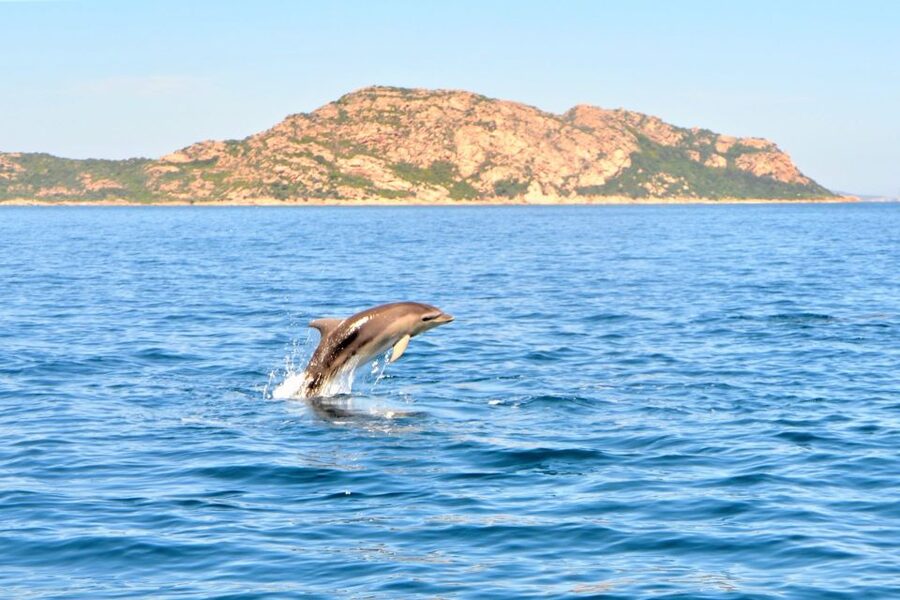 Olbia: Dolphin Watching Tour with Figarolo Island Snorkeling - Dinghy Setup That Affects Your Comfort (and Your Photos)