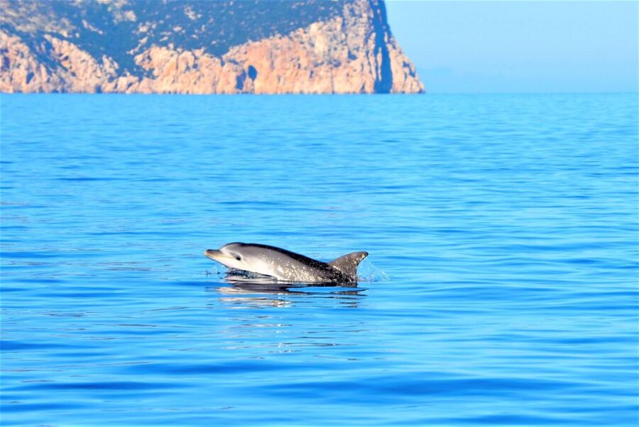 Olbia: Dolphin Watching Tour with Figarolo Island Snorkeling - Marine Biologist Guide: What You Gain Beyond Spotting
