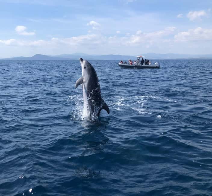 Olbia: Eco-Friendly Dolphin-Watching Boat Trip - Why Figarolo Makes This Dolphin Trip Worth Your Time