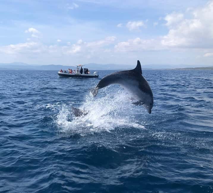 Olbia: Eco-Friendly Dolphin-Watching Boat Trip - From Olbia Marina to Figarolo: What the 2 Hours Look Like