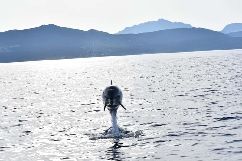 Olbia: Eco-Friendly Dolphin-Watching Boat Trip - Price and Value: Is $46 for 2 Hours a Good Deal?