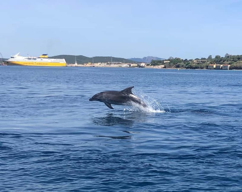 Olbia: Eco-Friendly Dolphin-Watching Boat Trip - Should You Book the Olbia–Figarolo Dolphin-Watching Tour?