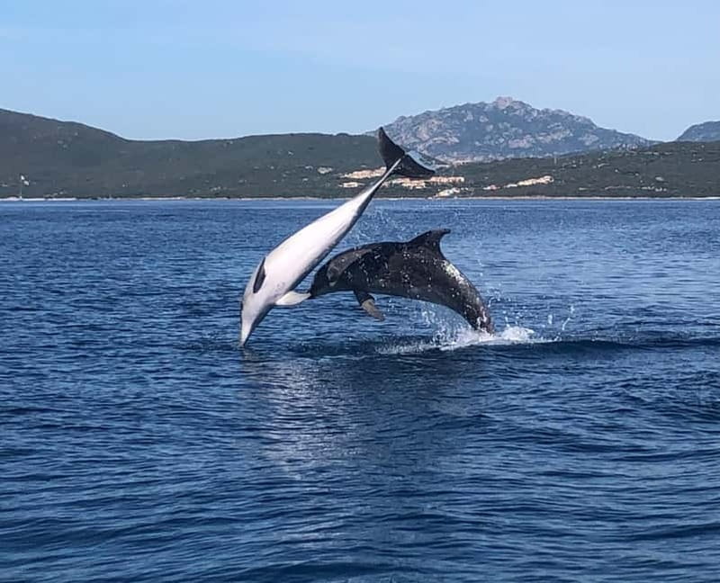 Olbia: Eco-Friendly Dolphin-Watching Boat Trip - How Eco-Friendly Dolphin Watching Feels Different in Practice