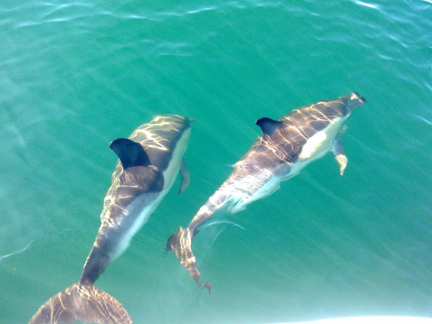 Olhão: Dolphin Observation - Key things to know before you go
