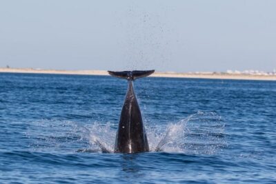 Olhão: Dolphin Observation - How the 95% dolphin chance works in practice