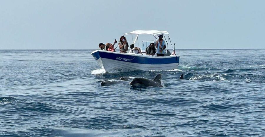 Olhão- Safari Watching Dolphins and other species - Guides make the wildlife lesson click