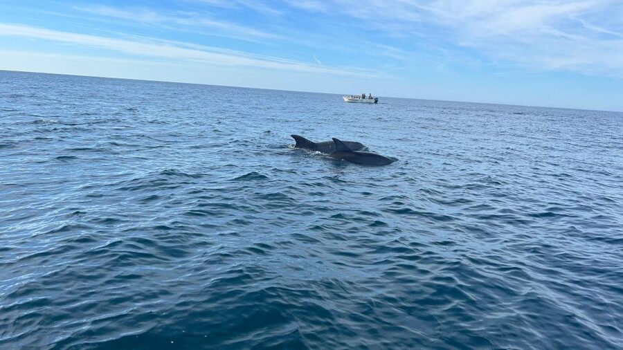 Olhão- Safari Watching Dolphins and other species - Key things that make this safari worth your time