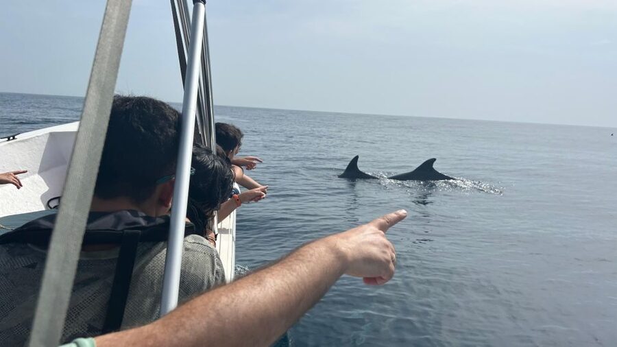 Olhão- Safari Watching Dolphins and other species - The boat ride: simple, safe, and built for spotting