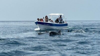 Olhão- Safari Watching Dolphins and other species - Where Olhão fits in the best dolphin-watching setup