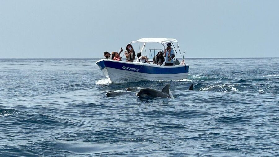 Olhão- Safari Watching Dolphins and other species - Where Olhão fits in the best dolphin-watching setup