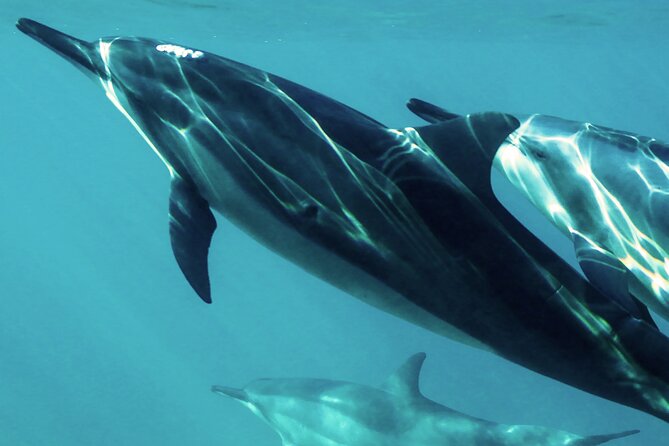 Oman Dolphin Watching Tours - Quick Take: What Makes This Dolphin Tour Worth Your Time
