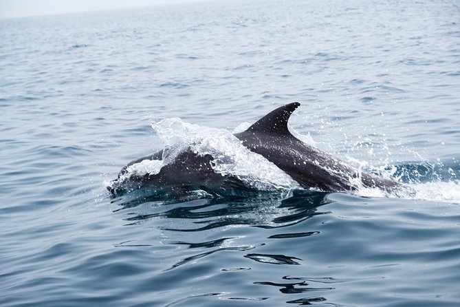 Oman Dolphin Watching Tours - Who the Captain Matters: Names You’ll Hear Most Often