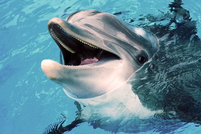 Oman Dolphin Watching Tours - Group Size and the Private Experience: What to Expect Aboard
