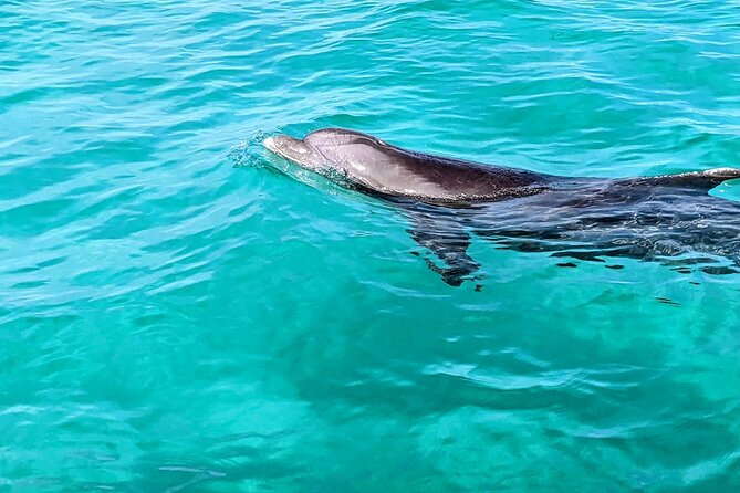 One Hour Harbor Shared Tour with Dolphin Watching - Key highlights you’ll care about