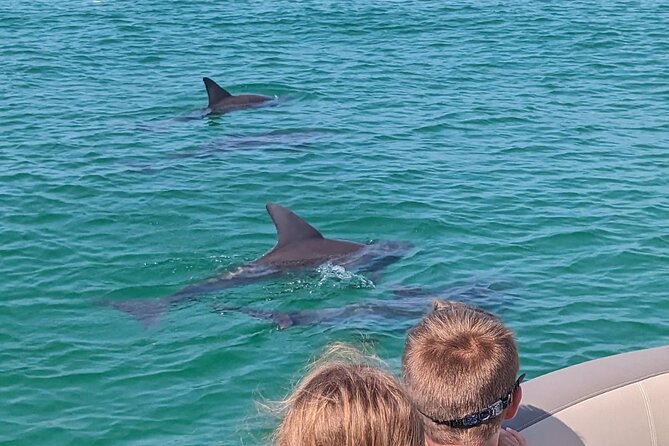 One Hour Harbor Shared Tour with Dolphin Watching - Who This Tour Fits Best (and Who Might Want Something Else)