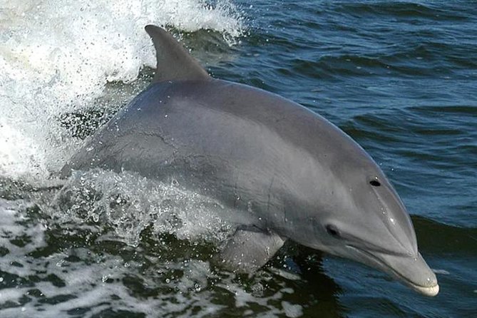 Orange Beach Dolphin Eco Boat Tour - Key points before you go