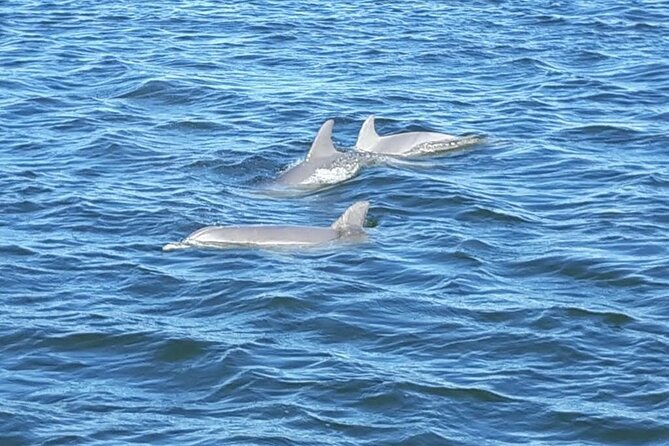 Orange Beach Dolphin Eco Boat Tour - Where to meet: the Wharf, the vibe, and the timing