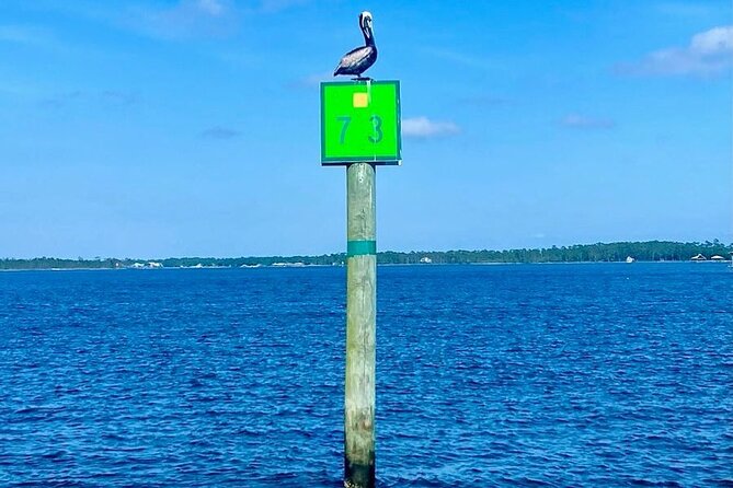 Orange Beach Dolphin Eco Boat Tour - Crew energy: when the boat feels like a party, not a lecture
