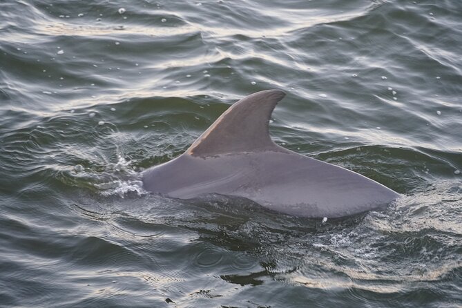Orange Beach Dolphin Eco Boat Tour - Orange Beach from the water: views you can’t fake